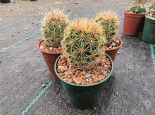 Thelocactus bicolour wagnerianus SN 1995