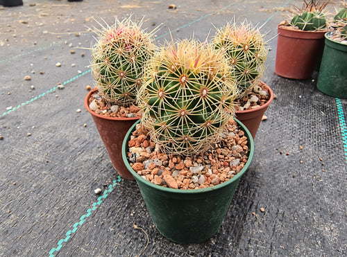 Thelocactus bicolour wagnerianus SN 1995