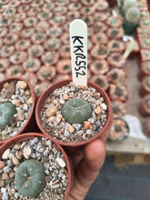 Lophophora williamsii KKR552