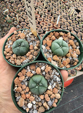 Lophophora williamsii RS 738