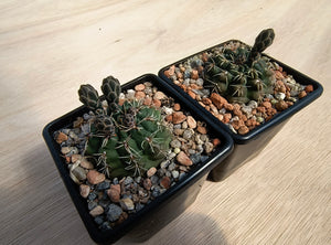 Gymnocalycium baldianum