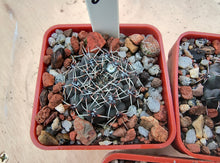 Gymnocalycium obductum Rf348
