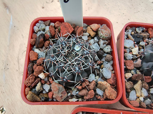 Gymnocalycium obductum Rf348