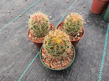 Thelocactus bicolour wagnerianus SN 1995