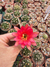 Echinopsis callichroma R461