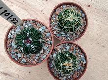 Stenocactus phyllacanthus violaciflorus NAGL101.82