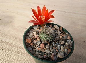 Aylostera theresae RH1028