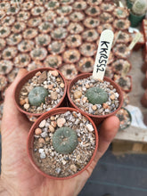 Lophophora williamsii KKR552