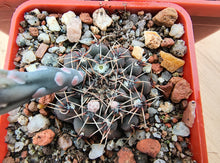 Gymnocalycium obductum Rf348