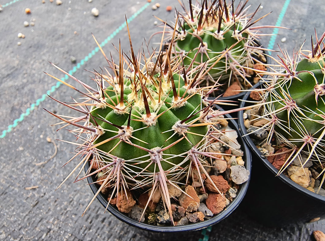 Lobivia aurea subsp. fallax JS 238