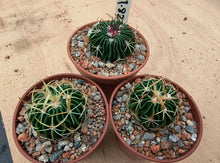 Stenocactus phyllacanthus violaciflorus NAGL101.82