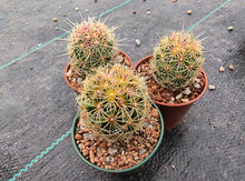 Thelocactus bicolour wagnerianus SN 1995