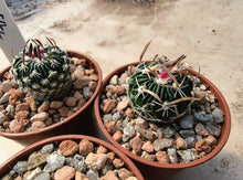 Stenocactus phyllacanthus RS454c