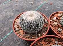 Mammillaria microthele KMR 199