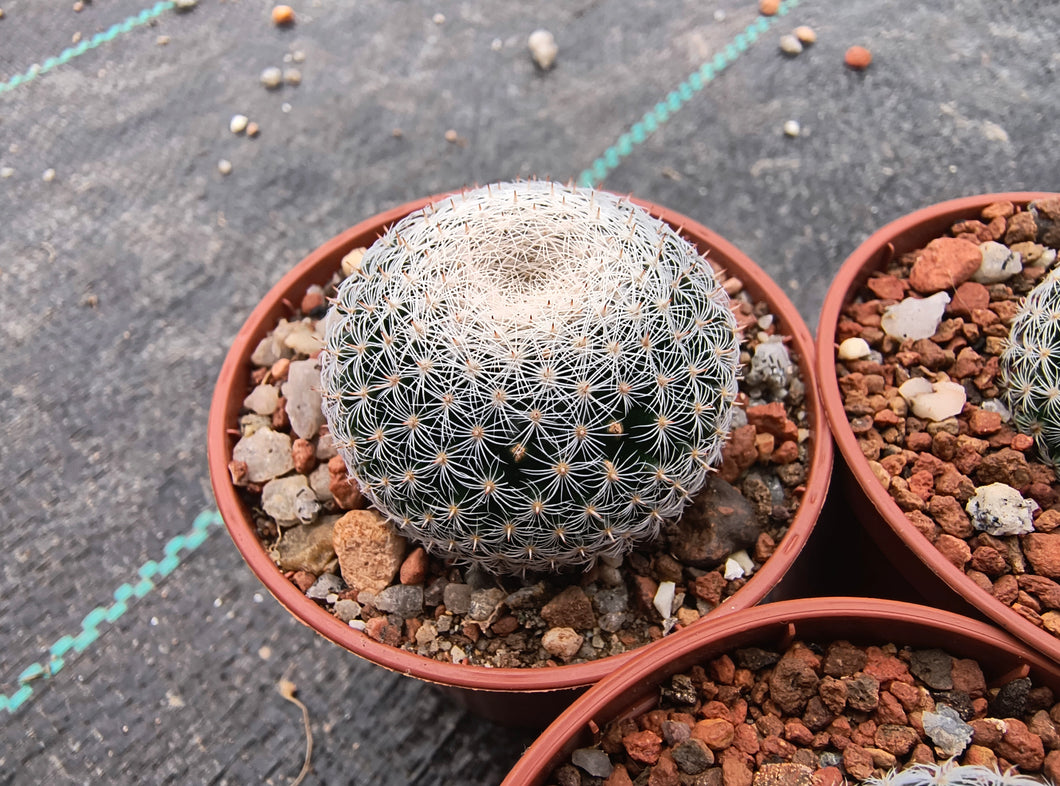 Mammillaria microthele KMR 199
