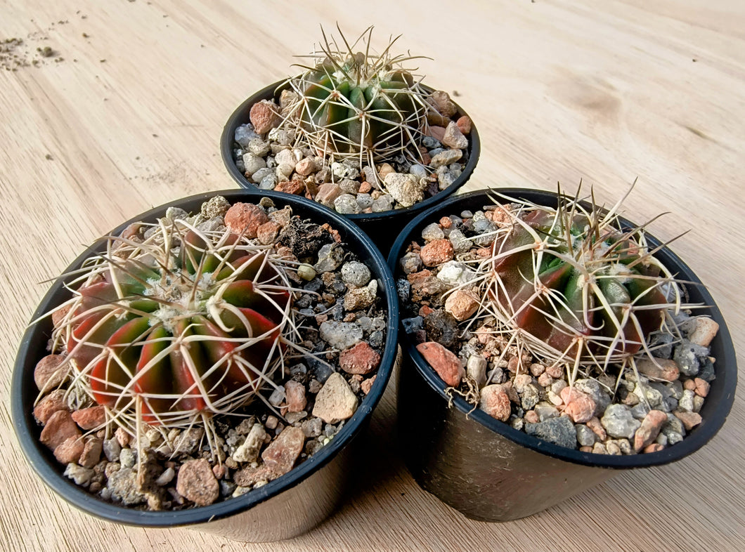 Notocactus (Wigginsia) fricii