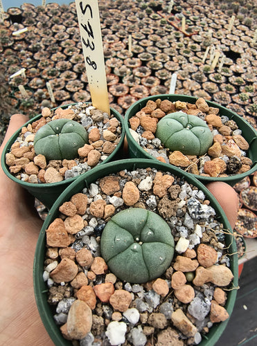 Lophophora williamsii RS 738