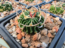 Stenocactus phyllacanthus SB112