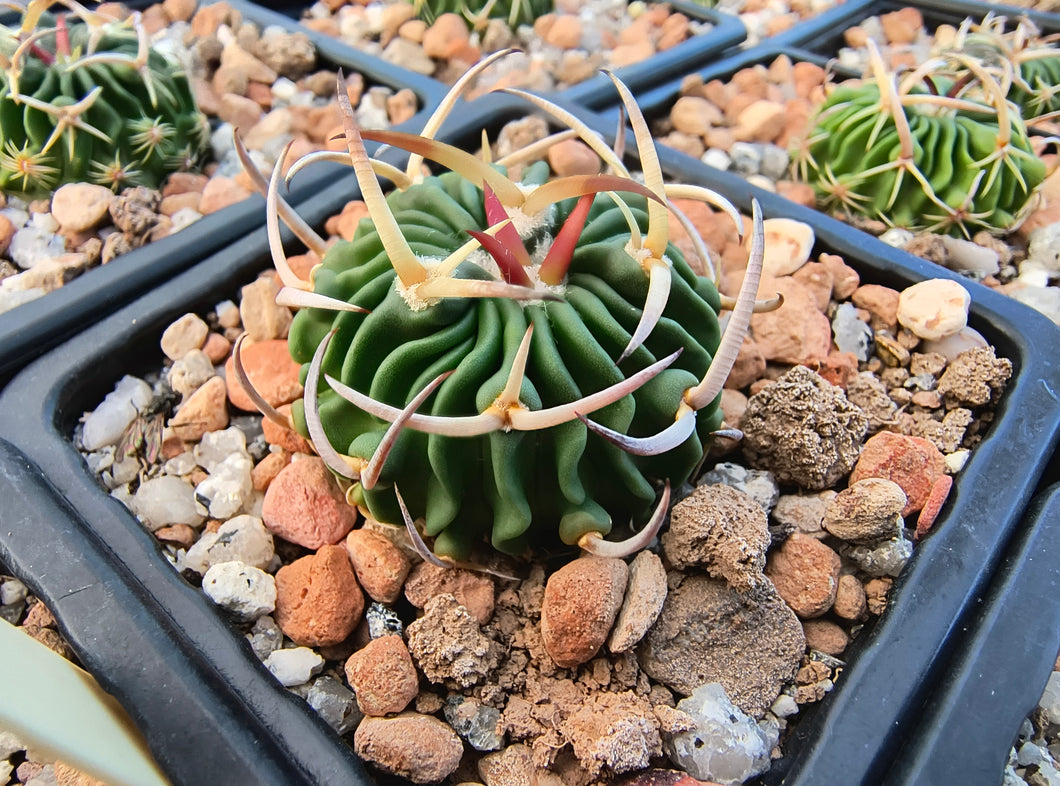 Stenocactus phyllacanthus SB112