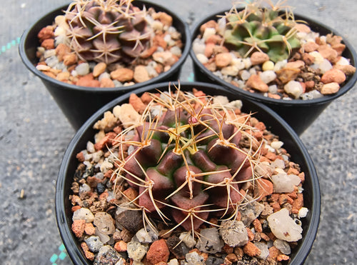 Gymnocalycium marekiorum subsp. sanjoseanum VoS 040
