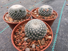 Mammillaria microthele KMR 199