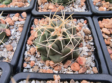 Thelocactus hexaedrophorus fma. major RS290
