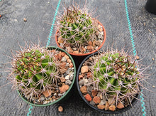 Acanthocalycium sp. LB364