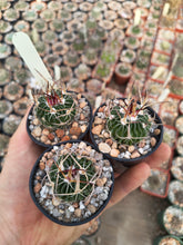 Stenocactus crispatus SB437