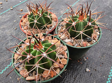 Melocactus sp. HU157