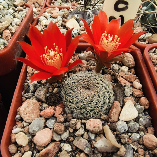 Aylostera theresae RH1028