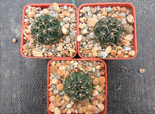 Gymnocalycium morroense TOM 07-211/1