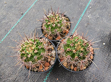 Lobivia aurea subsp. fallax JS 238