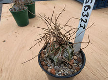 Astrophytum capricorne v.minor SB323