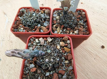 Gymnocalycium obductum Rf348
