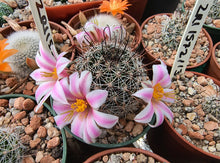Mammillaria louisae ZRI 572