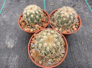 Coryphantha echinoidea GM470