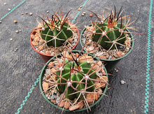 Melocactus sp. HU157