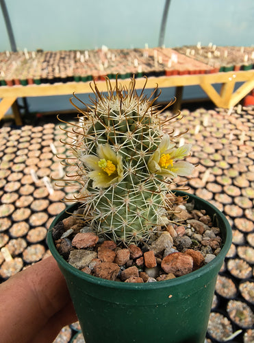 Mammillaria armillata ZRI 548
