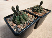 Gymnocalycium baldianum