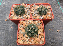 Gymnocalycium morroense TOM 07-211/1