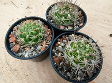 Weingartia neocumingii buiningiana FR816