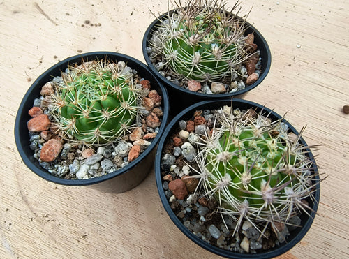 Weingartia neocumingii buiningiana FR816
