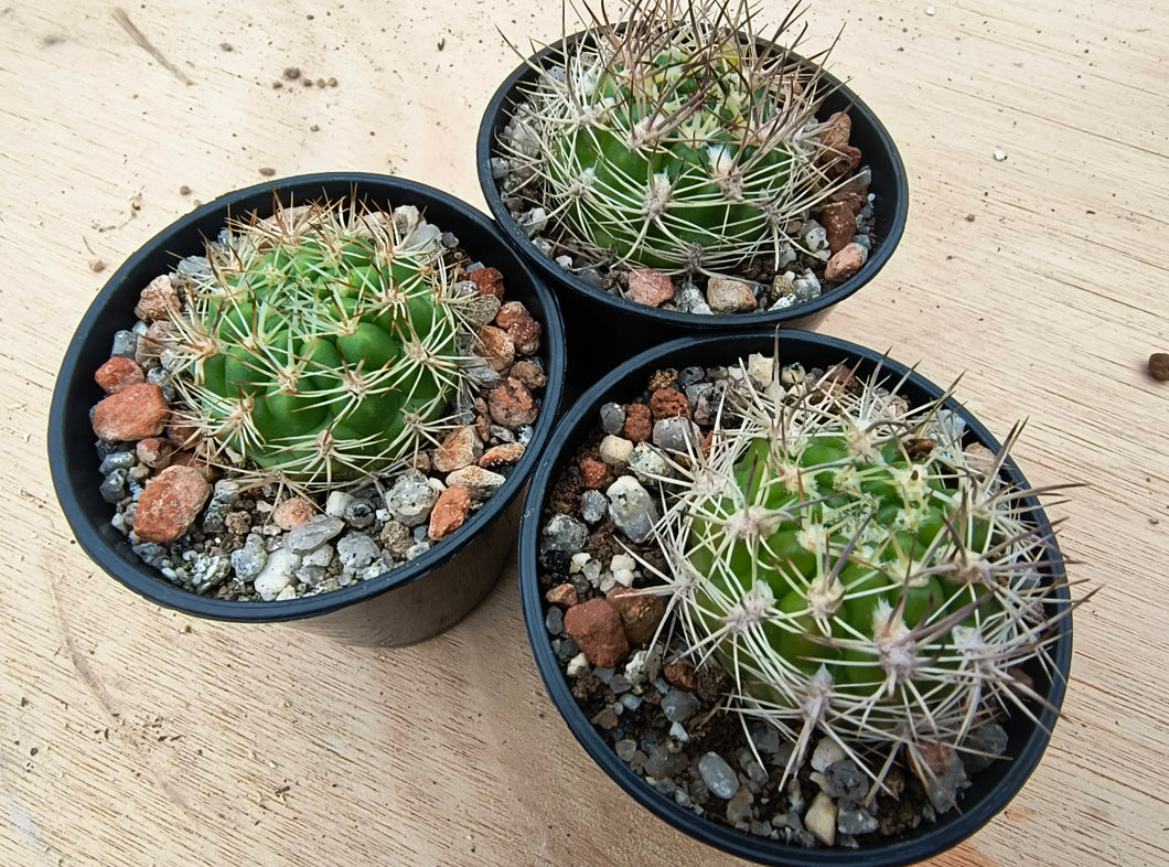 Weingartia neocumingii buiningiana FR816