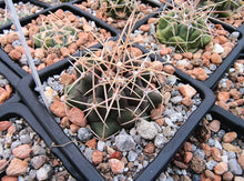 Thelocactus hexaedrophorus fma. major RS290