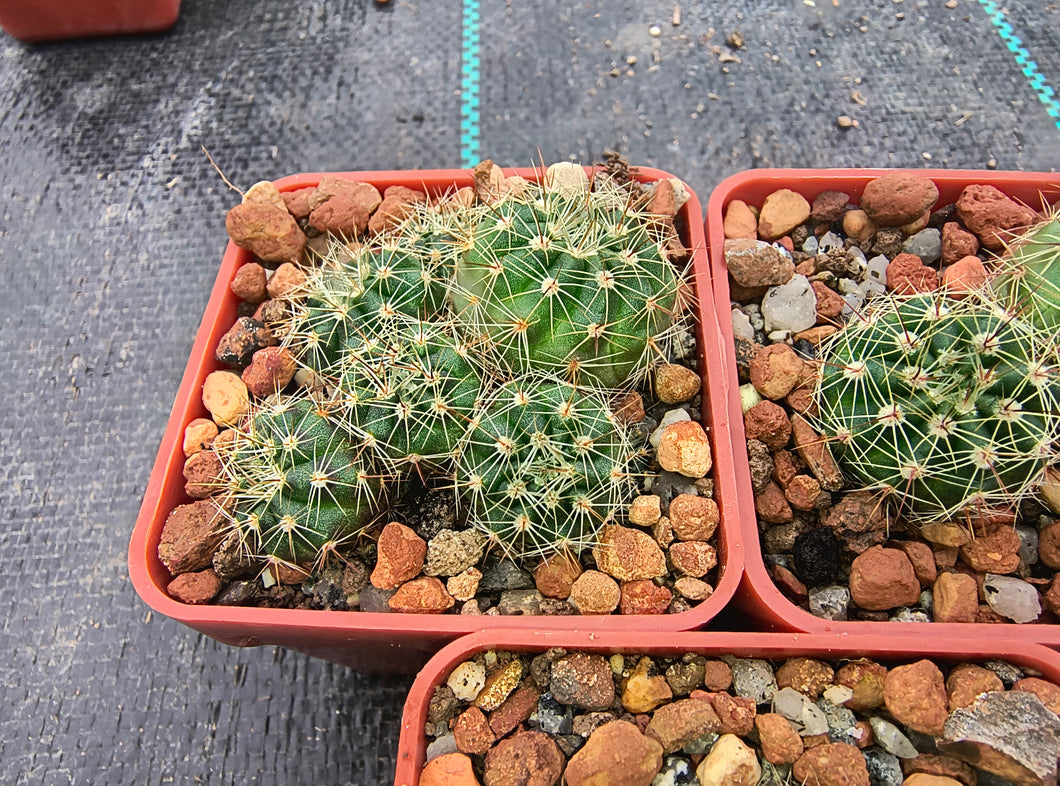Notocactus fuscus VoS 2900