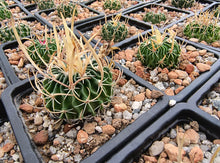 Stenocactus pentacanthus tulensis PP408