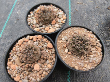 Gymnocalycium occultum P131a