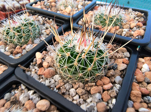 Stenocactus wippermannii