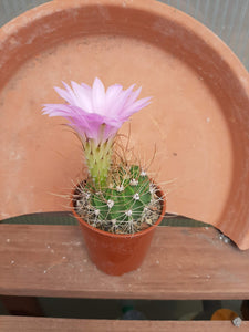 Acanthocalycium violaceum SE301