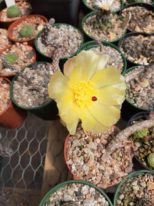 Pterocactus tuberosus